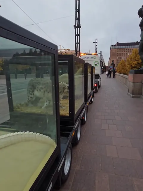Lasikuutioita kuljettava saattue ajaa Tampereen Hämeensillalla, ja kuutiossa näkyy valkoinen eläin.